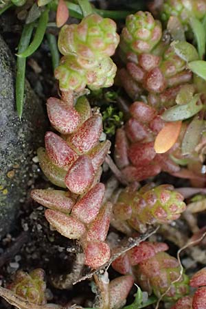 Crassula tillaea ? \ Moos-Dickblatt / Moss Pygmyweed, Mossy Stronecrop, D Frankfurt 4.3.2025