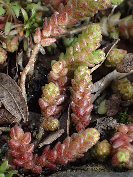 Crassula tillaea ? \ Moos-Dickblatt / Moss Pygmyweed, Mossy Stronecrop, D Frankfurt 4.3.2025