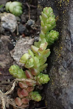 Crassula tillaea ? \ Moos-Dickblatt / Moss Pygmyweed, Mossy Stronecrop, D Frankfurt 4.3.2025