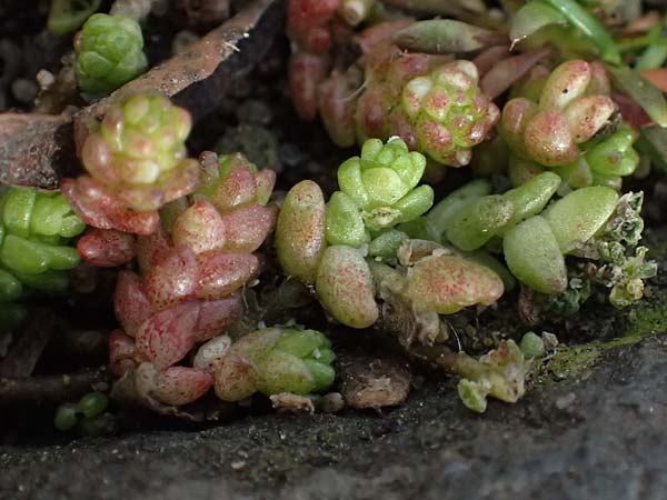 Crassula tillaea ? \ Moos-Dickblatt / Moss Pygmyweed, Mossy Stronecrop, D Frankfurt 4.3.2025