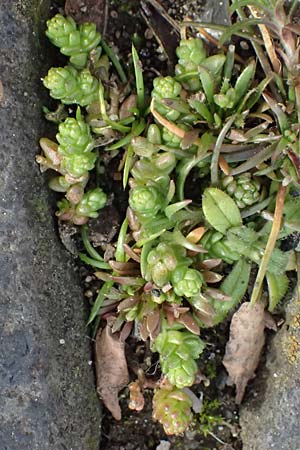Crassula tillaea ? \ Moos-Dickblatt / Moss Pygmyweed, Mossy Stronecrop, D Frankfurt 4.3.2025