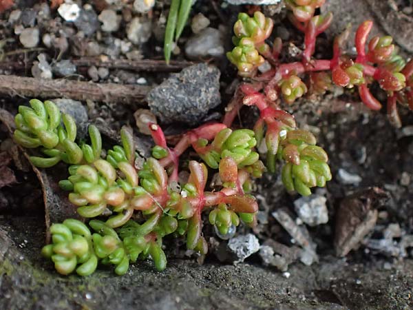 Crassula tillaea \ Moos-Dickblatt / Moss Pygmyweed, Mossy Stronecrop, D Frankfurt 4.3.2025