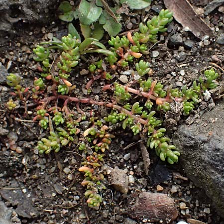 Crassula tillaea \ Moos-Dickblatt / Moss Pygmyweed, Mossy Stronecrop, D Frankfurt 4.3.2025