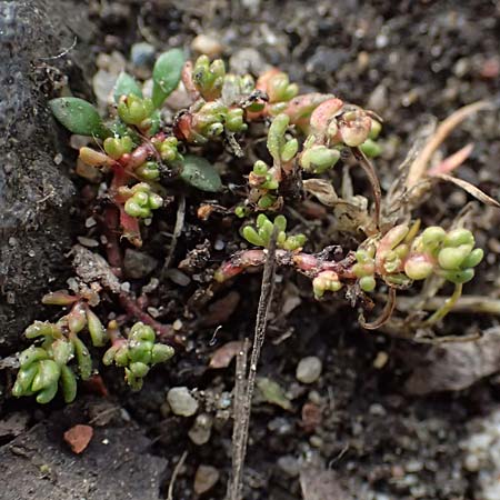 Crassula tillaea \ Moos-Dickblatt / Moss Pygmyweed, Mossy Stronecrop, D Frankfurt 4.3.2025