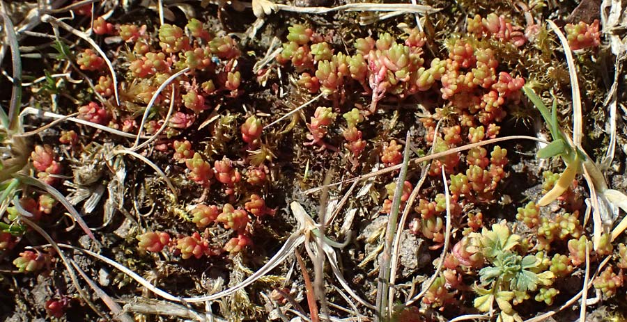 Crassula tillaea \ Moos-Dickblatt / Moss Pygmyweed, Mossy Stronecrop, D Biggesee 12.4.2025
