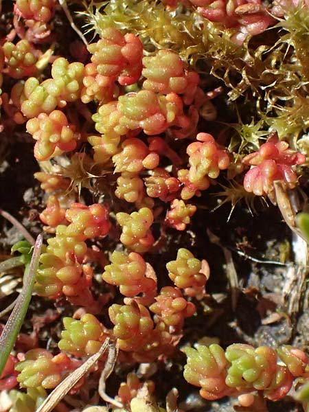 Crassula tillaea \ Moos-Dickblatt / Moss Pygmyweed, Mossy Stronecrop, D Biggesee 12.4.2025