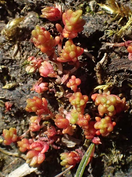 Crassula tillaea \ Moos-Dickblatt / Moss Pygmyweed, Mossy Stronecrop, D Biggesee 12.4.2025