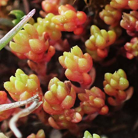 Crassula tillaea \ Moos-Dickblatt / Moss Pygmyweed, Mossy Stronecrop, D Biggesee 12.4.2025