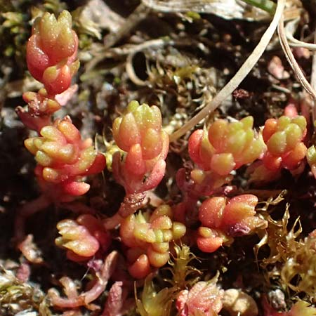 Crassula tillaea \ Moos-Dickblatt / Moss Pygmyweed, Mossy Stronecrop, D Biggesee 12.4.2025