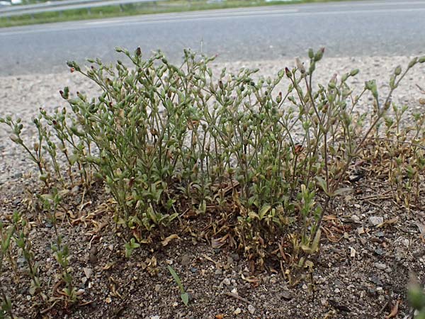 Cerastium subtetrandrum / Tetramerous Mouse-Ear, D Erlangen 8.5.2025