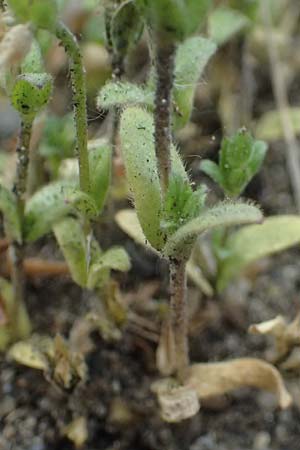 Cerastium subtetrandrum / Tetramerous Mouse-Ear, D Erlangen 8.5.2025