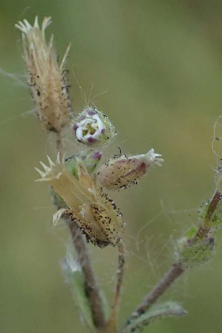 Cerastium subtetrandrum / Tetramerous Mouse-Ear, D Erlangen 8.5.2025