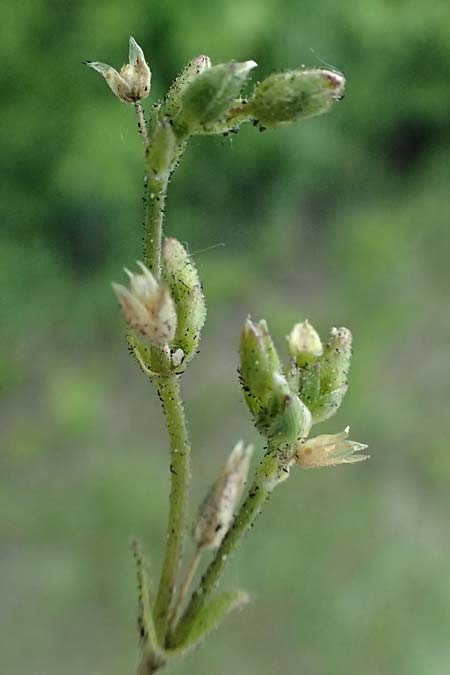 Cerastium subtetrandrum / Tetramerous Mouse-Ear, D Erlangen 8.5.2025