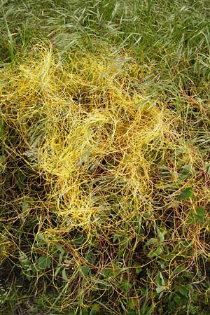 Cuscuta europaea \ Nessel-Seide / Greater Dodder, D Mannheim 19.5.2015