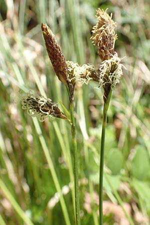 Carex umbrosa \ Schatten-Segge / Umbrosa Sedge, D Kraichgau, Malsch 8.4.2016