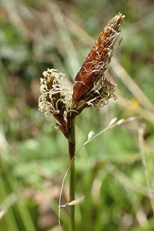 Carex umbrosa \ Schatten-Segge / Umbrosa Sedge, D Kraichgau, Malsch 8.4.2016