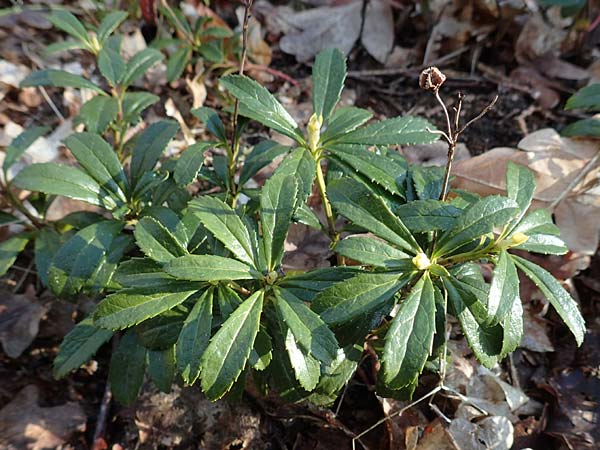 Chimaphila umbellata \ Doldiges Wintergr�n / Pipsissewa, D Babenhausen 28.4.2016