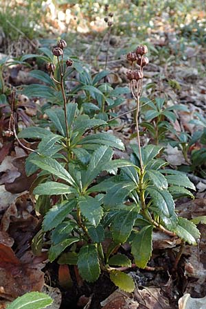 Chimaphila umbellata \ Doldiges Wintergr�n / Pipsissewa, D Babenhausen 28.4.2016