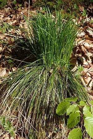 Carex umbrosa \ Schatten-Segge / Umbrosa Sedge, D Sinsheim 6.5.2016