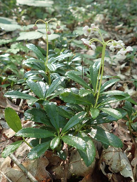Chimaphila umbellata \ Doldiges Wintergr�n / Pipsissewa, D Babenhausen 20.6.2016