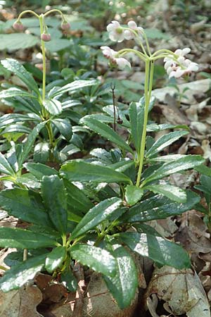 Chimaphila umbellata, Doldiges Wintergr�n