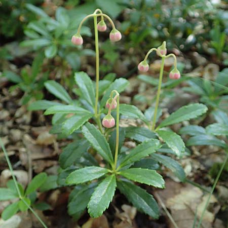 Chimaphila umbellata \ Doldiges Wintergr�n / Pipsissewa, D Babenhausen 20.6.2016