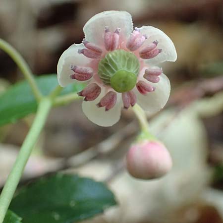 Chimaphila umbellata \ Doldiges Wintergr�n / Pipsissewa, D Babenhausen 20.6.2016