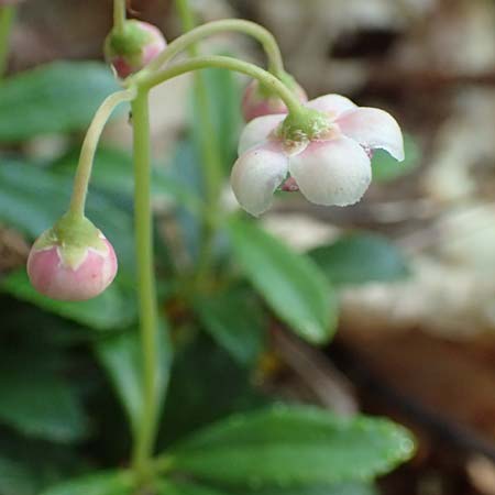 Chimaphila umbellata \ Doldiges Wintergr�n / Pipsissewa, D Babenhausen 20.6.2016