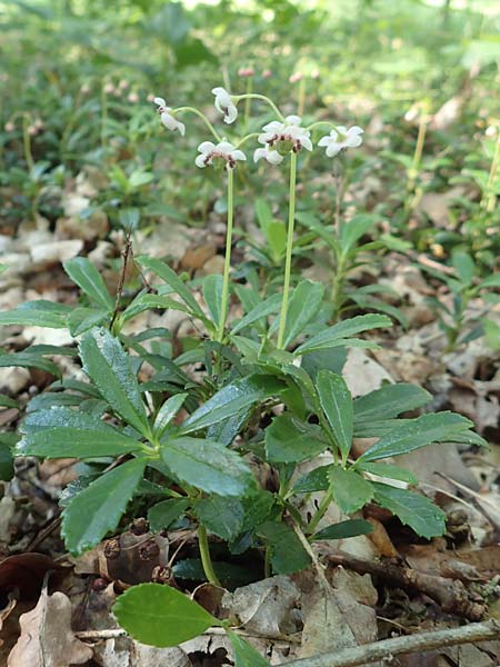 Chimaphila umbellata \ Doldiges Wintergr�n / Pipsissewa, D Babenhausen 20.6.2016