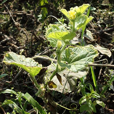 Cucumis sativus \ Gurke / Cucumber, D R&ouml;merberg 18.10.2018