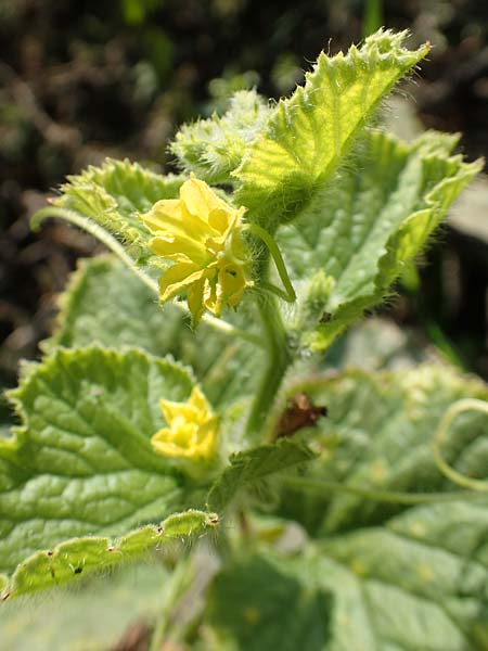 Cucumis sativus \ Gurke / Cucumber, D R&ouml;merberg 18.10.2018