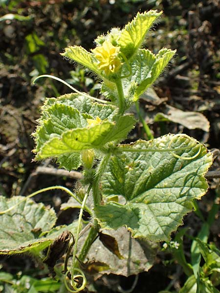 Cucumis sativus \ Gurke / Cucumber, D R&ouml;merberg 18.10.2018