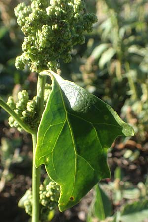 Chenopodium urbicum \ Ruten-G�nsefu�, Stra�en-G�nsefu� / City Goosefoot, D Bad Windsheim 8.9.2020