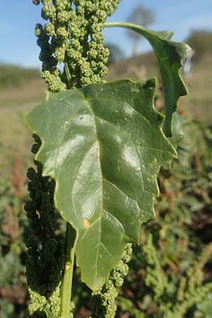Chenopodium urbicum \ Ruten-G�nsefu�, Stra�en-G�nsefu� / City Goosefoot, D Bad Windsheim 8.9.2020