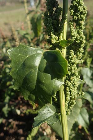 Chenopodium urbicum \ Ruten-G�nsefu�, Stra�en-G�nsefu� / City Goosefoot, D Bad Windsheim 8.9.2020