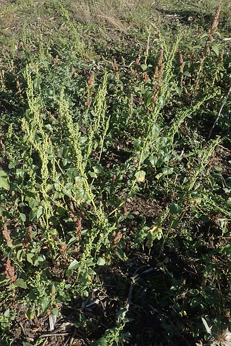Chenopodium urbicum \ Ruten-G�nsefu�, Stra�en-G�nsefu� / City Goosefoot, D Bad Windsheim 8.9.2020