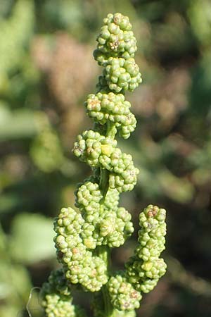 Chenopodium urbicum \ Ruten-G�nsefu�, Stra�en-G�nsefu� / City Goosefoot, D Bad Windsheim 8.9.2020