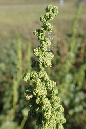 Chenopodium urbicum \ Ruten-G�nsefu�, Stra�en-G�nsefu� / City Goosefoot, D Bad Windsheim 8.9.2020