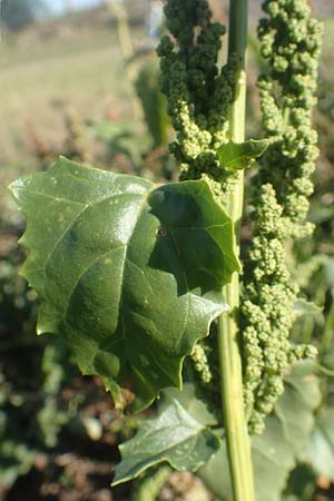 Chenopodium urbicum \ Ruten-G�nsefu�, Stra�en-G�nsefu� / City Goosefoot, D Bad Windsheim 8.9.2020