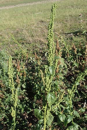 Chenopodium urbicum \ Ruten-G�nsefu�, Stra�en-G�nsefu� / City Goosefoot, D Bad Windsheim 8.9.2020