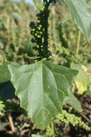 Chenopodium urbicum \ Ruten-G�nsefu�, Stra�en-G�nsefu� / City Goosefoot, D Bad Windsheim 8.9.2020
