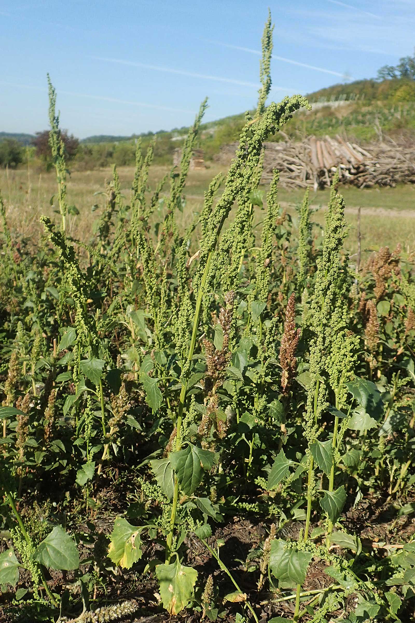 Chenopodium urbicum \ Ruten-G�nsefu�, Stra�en-G�nsefu� / City Goosefoot, D Bad Windsheim 8.9.2020
