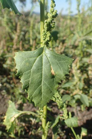 Chenopodium urbicum \ Ruten-G�nsefu�, Stra�en-G�nsefu� / City Goosefoot, D Bad Windsheim 8.9.2020