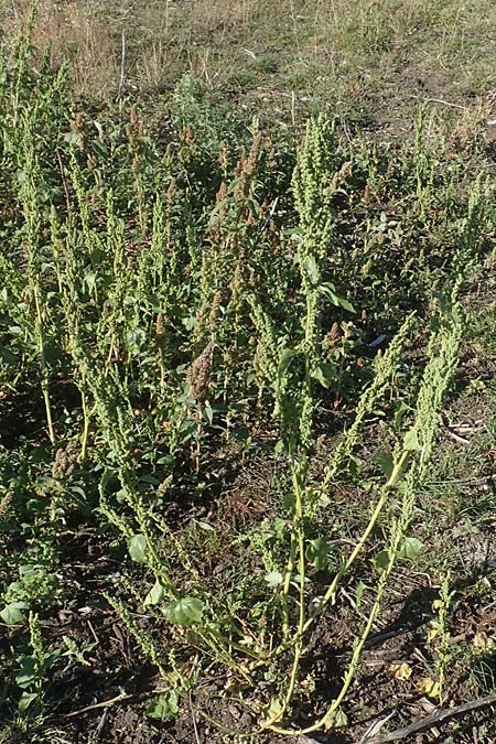 Chenopodium urbicum \ Ruten-G�nsefu�, Stra�en-G�nsefu� / City Goosefoot, D Bad Windsheim 8.9.2020