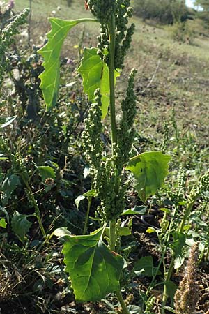 Chenopodium urbicum \ Ruten-G�nsefu�, Stra�en-G�nsefu� / City Goosefoot, D Bad Windsheim 8.9.2020