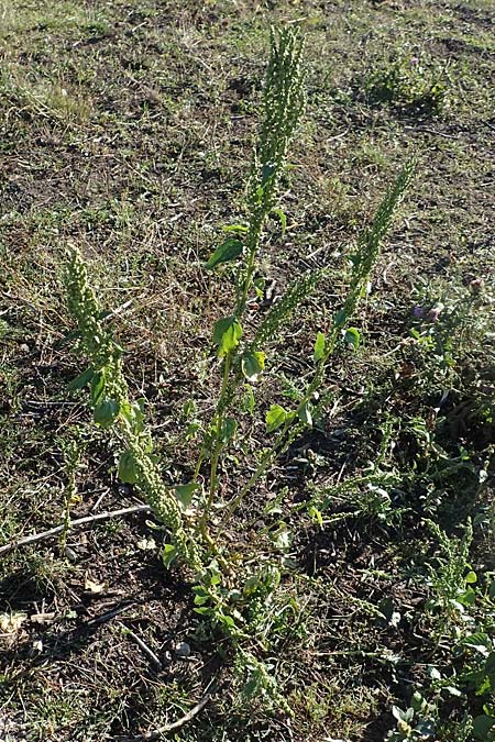 Chenopodium urbicum \ Ruten-G�nsefu�, Stra�en-G�nsefu� / City Goosefoot, D Bad Windsheim 8.9.2020