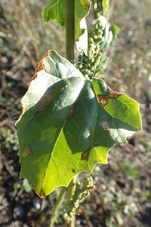 Chenopodium urbicum \ Ruten-G�nsefu�, Stra�en-G�nsefu� / City Goosefoot, D Bad Windsheim 8.9.2020