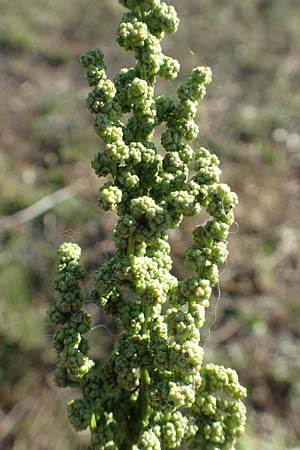 Chenopodium urbicum \ Ruten-G�nsefu�, Stra�en-G�nsefu� / City Goosefoot, D Bad Windsheim 8.9.2020