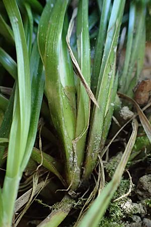 Carex umbrosa \ Schatten-Segge / Umbrosa Sedge, D Zwingenberg an der Bergstra&szlig;e 15.4.2022