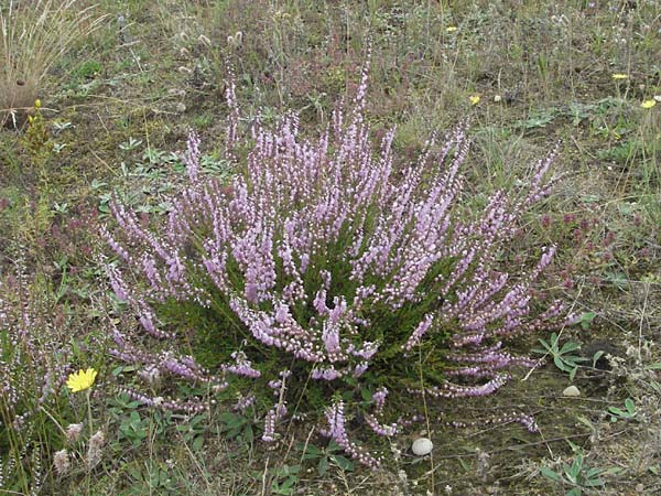 Calluna vulgaris \ Heidekraut, Besen-Heide / Heather, D Babenhausen 11.8.2007